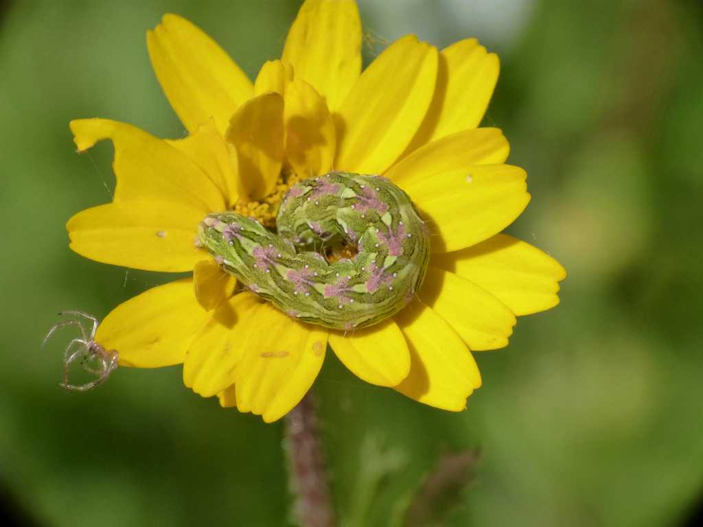 Bruco di Cucullia chamomillae su Anthemis - Tolfa (RM)